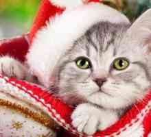 10 Idee regalo di Natale per i gatti