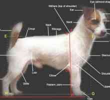 48 Problemi di salute comuni che si trovano in Jack Russell Terrier