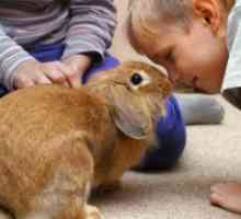 Bambini e conigli da compagnia