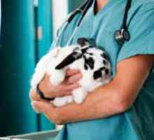 Gi stasi nei conigli: una condizione mortale
