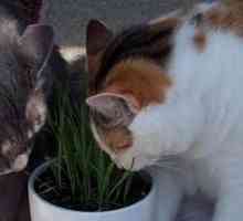 Grass Roots: il motivo per cui il vostro gatto stuzzichini erba
