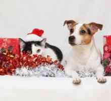 Grandi regali di festa per cani e gatti