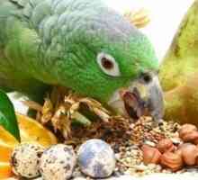 In caso di integrare la dieta del vostro uccello?