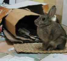 Il coniglio è seduto sul tappeto
