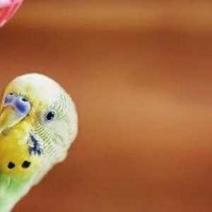 10 Cose da considerare quando si acquista un uccello