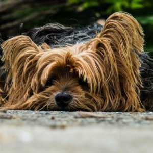 8 Semplici rimedi casalinghi per mal di stomaco di un cane