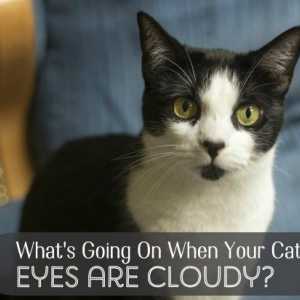 Quali sono le cause occhi nuvolosi nei gatti?