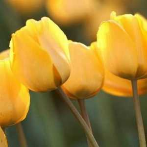 Che cosa significa un tulipano giallo