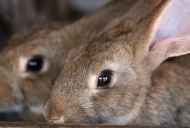 Scarico Ear in piccoli mammiferi
