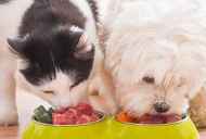 Chow fantasia e di altre tendenze di cibo per animali in buona salute