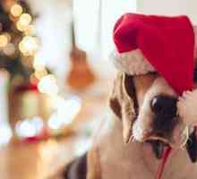10 Idee regalo di Natale per i cani