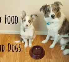 10 Persone Alimenti comuni che possono uccidere il vostro cane