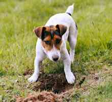 10 Razze di cani che amano scavare