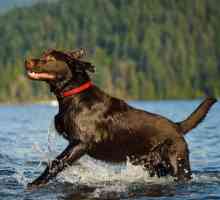 8 Razze di cani che di solito amano andare in barca
