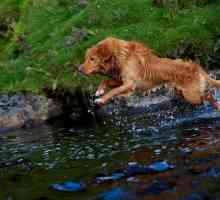 10 Razze di cani che tendono ad amare l`acqua