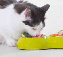 10 Alimenti e integratori che aiutano i gatti con dolore da artrite
