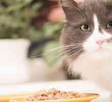 10 Alimenti e integratori che aiutano a combattere o prevenire il cancro nei gatti