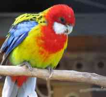 10 Uccelli più colorati del mondo