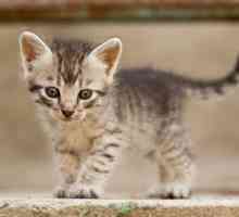 10 Nomi gattino più popolari