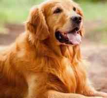 10 Più popolari cani di taglia grande