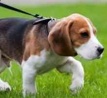 10 Più popolari cani di piccola taglia