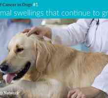 10 Segni di cancro nei cani