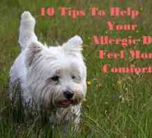 10 Consigli per aiutare un cane prurito sentirsi più a suo agio