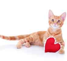 10 Modi per mostrare il vostro amore gatto a San Valentino