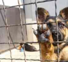 10 Modi per aiutare cani rifugio