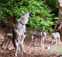 11 Dog breeds allevati a guardare come i lupi reali