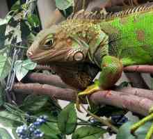 11 Le cose da considerare prima di adottare un animale domestico iguana verde
