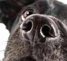 12 Regole generali per addestramento cani