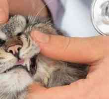 13 Ragioni per avere l`assicurazione dell`animale domestico per il vostro gatto