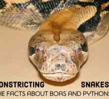 14 Specie di boa e pitoni: sorprendenti serpenti costrittori