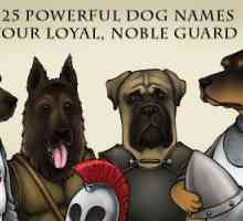 30 Nomi di cane potenti per il vostro fedele, nobile cane da guardia
