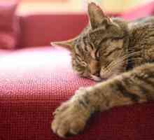 4 Dispari abitudini di sonno del gatto spiegato