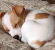 4 Cane che dorme dispari abitudini spiegato