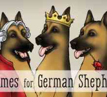 45 I nomi di cane migliore per i cuccioli di pastore tedesco