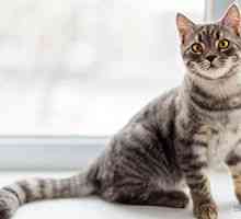 5 Cat malattie veterinari non pensare di sapere, ma dovrebbe