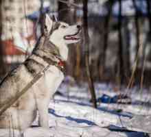 5 Miti comuni sui cani in inverno