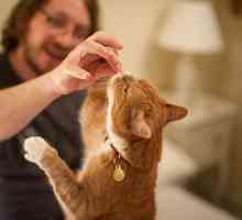 5 Diy ricette trattare ringraziamento gatto