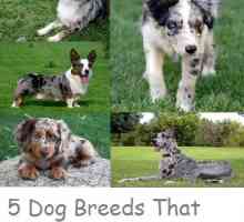 5 Razze del cane che possono avere un cappotto merle