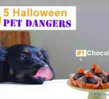 5 Pericoli pet Halloween