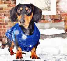 5 Tipi di cani che potrebbero avere bisogno di un maglione o un cappotto questo inverno