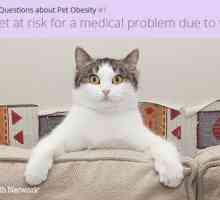 5 Deve porre domande circa l`obesità animale domestico