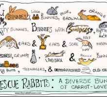 5 Motivi per non adottare un coniglio di salvataggio
