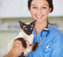 5 Motivi per calendario d`esame veterinario di routine del vostro gatto oggi