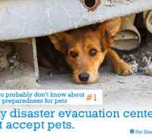 5 Cose che probabilmente non sai di preparazione alle catastrofi per gli animali domestici
