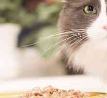 5 Cose che dovreste sapere su allergie alimentari negli animali domestici