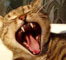 5 Modi malattia dentale colpisce il vostro animale domestico